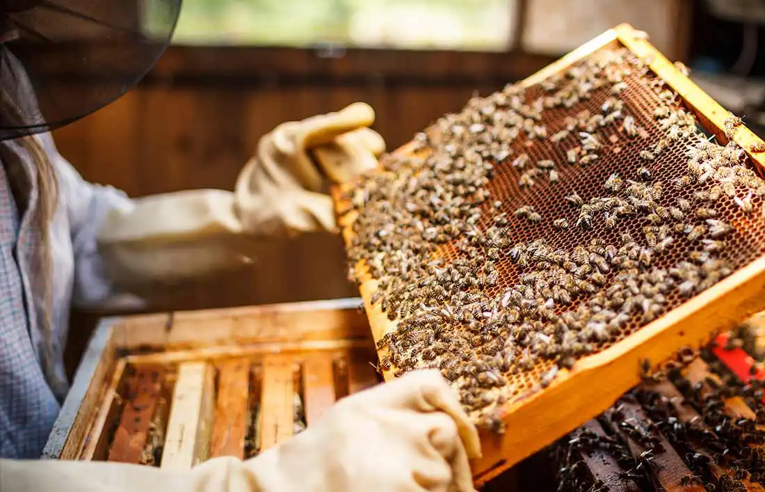 Imagen de apicultura responsable